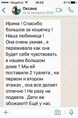 Отзыв о кошечке скоттиш страйте - шоколадная мраморная серебристая черепашка