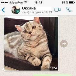 Черепашка собственной персоной - домашнее имя Мурка