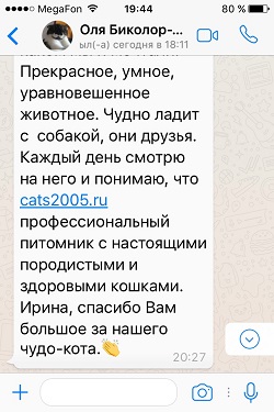 Котик Жофрей - отзыв продолжение
