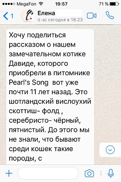 Котик скоттиш фолд Давид 11 лет, черный серебристый пятнистый - отзыв