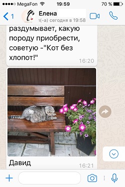 Давид собственной персоной