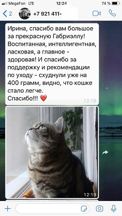 Благодарность за кошечку Габриеллу - черная мраморная страйта