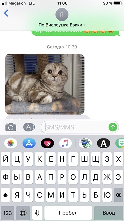 Скоттиш фолд Бэкки, на этом фото кошечке 9 месяцев