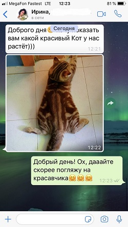 Шотландский котик страйт, шоколадный мраморный - отзыв