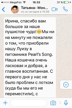 Отзыв о вислоухой кошечке Моне Луизе - шоколадный мрамор на серебре