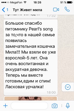 Отзыв о кошечке скоттиш страйт Миле - шоколадный мрамор на серебре