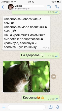 Шотландская кошечка страйт, голубой мрамор - отзыв