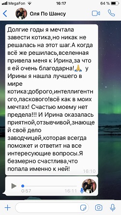 Вислоухий шоколадный мраморный котик Шанс - отзыв