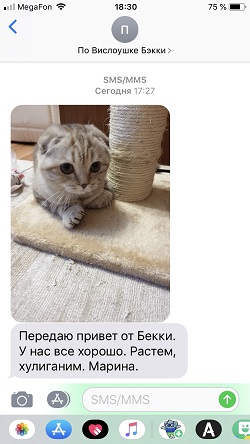 Благодарное смс от Марины, которая приобрела в моем питомнике вислоухую кошечку Бэкки, шоколадная мраморная черепашка на серебре