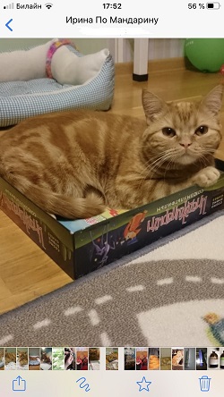 Мандарин