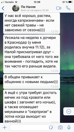 Отзыв о шотландской прямоухой кошечке Налле - шоколадная черепаховая