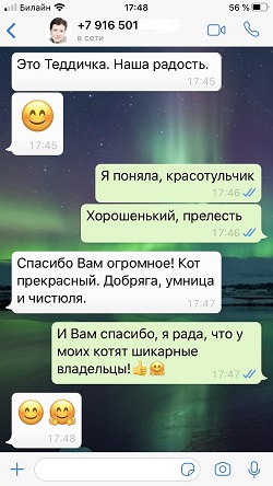 Отзыв о Тэдди, скоттиш страйт шоколадный мраморный
