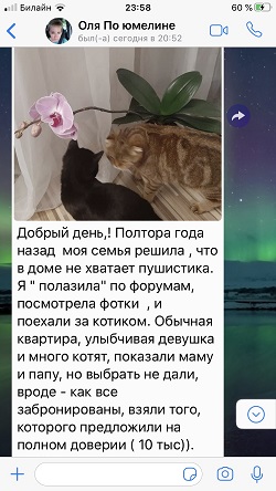 Отзыв о шотландских кошках - черная классика и шоколадный мрамор