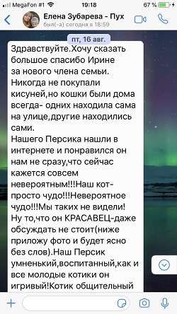 Хайленд фолд котик Мультик (домашнее имя Персик), красный мраморный - отзыв