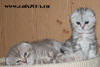 Котята скоттиш фолды - рождены в 2008 году