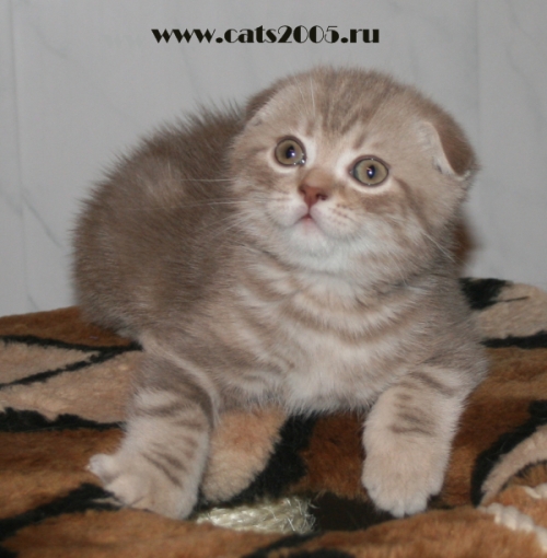 Лиловый мраморный вислоухий котик (рожден более 10 лет назад)
