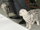 Скоттиш фолды кошечки - две сестренки однопометницы - черный серебристый мрамор (рождены в 2008 году)
